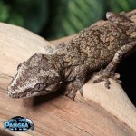 gargoyle-gecko-Ge17T.jpg