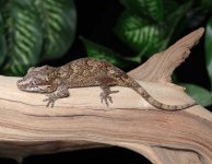 gargoyle-gecko-Ge17b.jpg