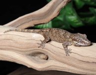 gargoyle-gecko-Ge17c.jpg
