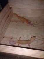 IMG_20170817_190757.jpg