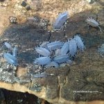 powdery blue iso 2.jpg