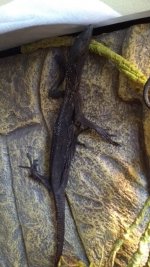 IMG_20170705_093004729.jpg
