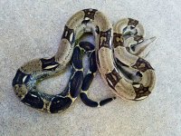 20170517_082819_wm.jpg