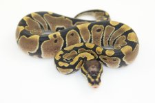ScalelessHeadF2.jpg