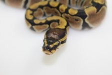 ScalelessHeadF2CloseUp.jpg