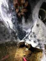 IMG_20170416_161204.jpg