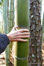 bamboo_03_2017.jpg