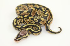 PastelScalelessHeadF1.jpg