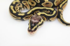 PastelScalelessHeadF1Closeup.jpg
