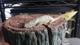 hatch1.jpg