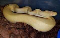 Albino pin.jpg