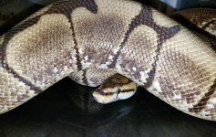 Spider het albino.jpg