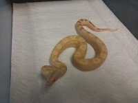 15.810 -4 2016 1.0 SHARP ALBINO MOTLEY POSS JUNGLE (2) $999.jpg