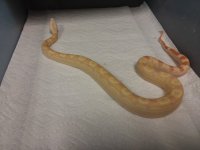 15.810 -4 2016 1.0 SHARP ALBINO MOTLEY POSS JUNGLE $999.jpg
