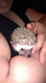 Hedgehogbaby.jpg