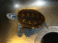 Sushi 10-12-2010 001.jpg