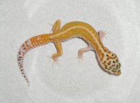 redstripemale1.jpg