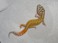 redstripefemale1.jpg