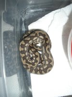 KY, Florida Trip 2010 026.jpg