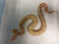 15.810 -4 2016 1.0 SHARP ALBINO MOTLEY POSS JUNGLE (3) $999.jpg