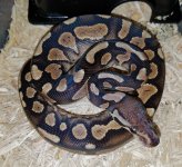 Cinnamon Orange belly het.jpg