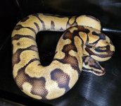 Pastel enchi het.jpg
