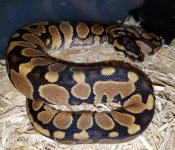 Orangebelly het.jpg
