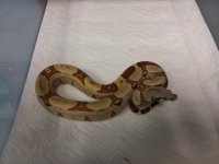 10.613-15 1.0 JUNGLE 100% HET VPI T+ $375.jpg
