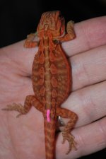 Red Female Trans Leather 1.jpg