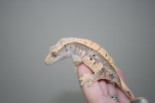 IMG_9861.jpg