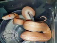 Resized_20170818_084939001.jpg