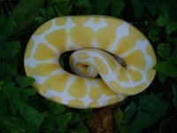 58-2015 Albino male #1 200 gm $195.00.jpg