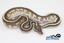 16LesserLeopardM3-120g.jpg