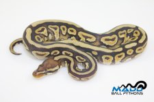 16MojaveSpotnoseM5-130g.jpg