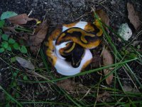 92-2016 Pied female #2 80 gm $490.00.jpg