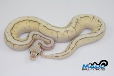 16QueenSpinM1-140g.jpg