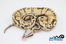 16VanillaScreamM6-80g.jpg