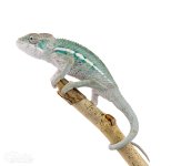 Canvas-Chameleons---Panther-Chameleon-(2-of-13).jpg Canvas-Chameleons---Panther-Chameleon-(2-of-13).jpg