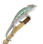 Canvas-Chameleons---Panther-Chameleon-(3-of-13).jpg Canvas-Chameleons---Panther-Chameleon-(3-of-13).jpg