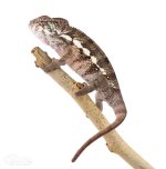 Canvas-Chameleons---Panther-Chameleon-(8-of-13).jpg Canvas-Chameleons---Panther-Chameleon-(8-of-13).jpg
