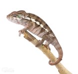 Canvas-Chameleons---Panther-Chameleon-(10-of-13).jpg Canvas-Chameleons---Panther-Chameleon-(10-of-13).jpg
