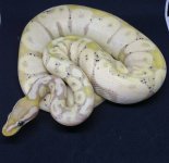 Banana Pastel.jpg