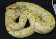 Banana Pastel2.jpg
