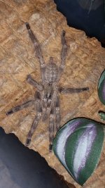 Poecilotheria tigrinawessli.jpg