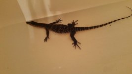 Yoshi1.jpg