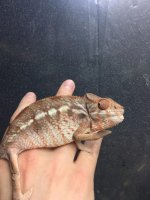 ZephyrosSuluFemale5.jpg