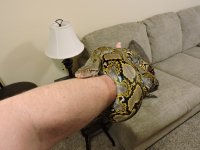 retic1.jpg