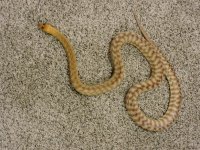 woma.jpg