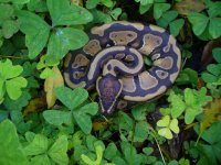 95-2016 het Pied female #2 90 gm $85.00.jpg