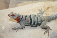 IMG_0744.jpg